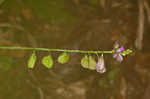 Showy milkwort